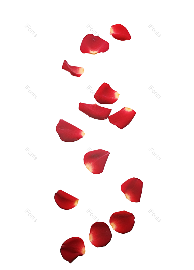 花瓣装饰图片,520元素,玫瑰花PNG,玫瑰免抠素材